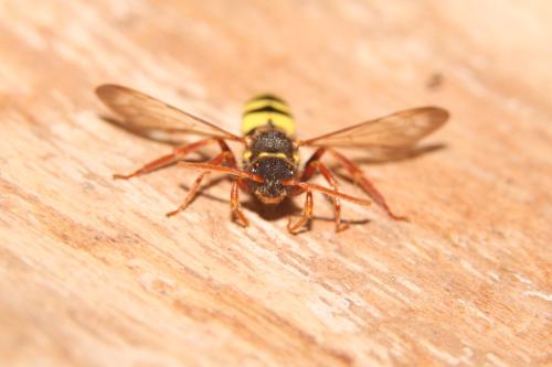 Nomada marshamella